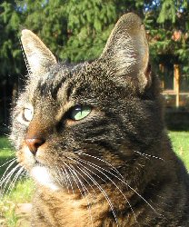 Notre chat